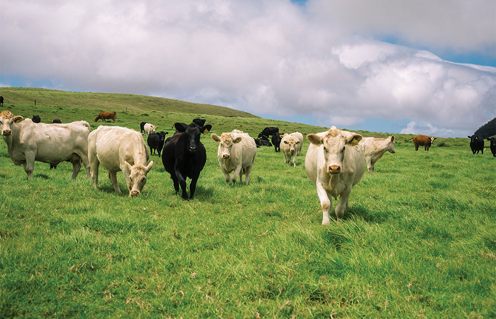 black and white cows in the grass.
