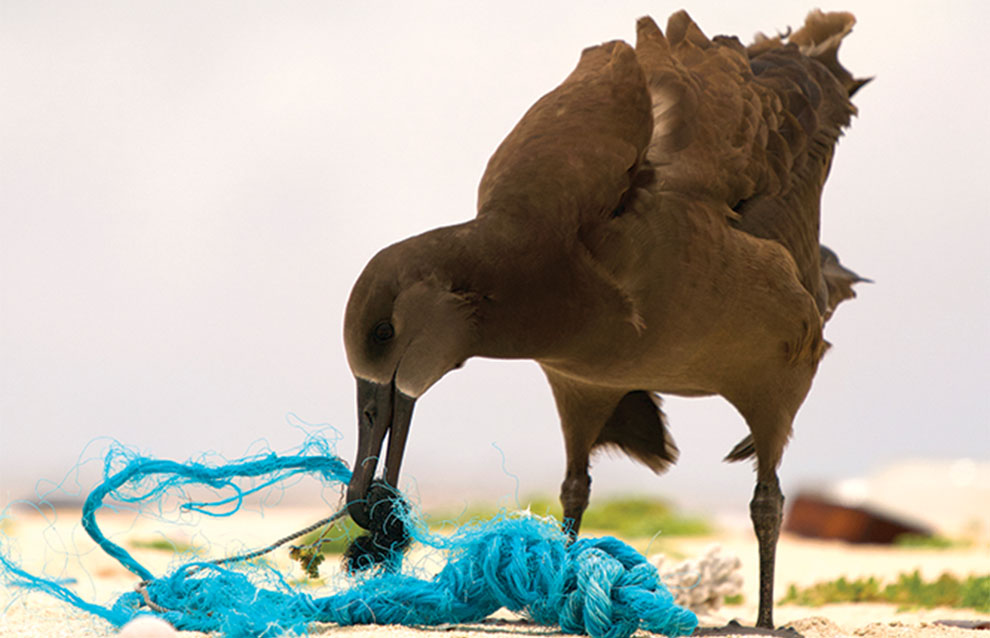 close-up of brown bird grabs a piece of blue rope with beak on the beach.