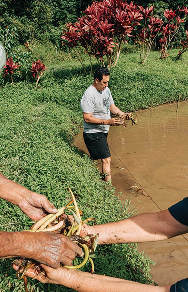 hands passing taro root to another person while a person in the background wades in the mud.