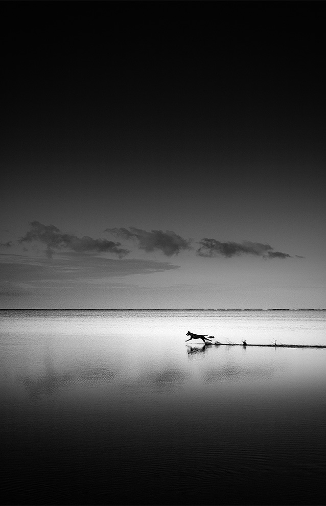 horizon photo of the beach with a dog running across