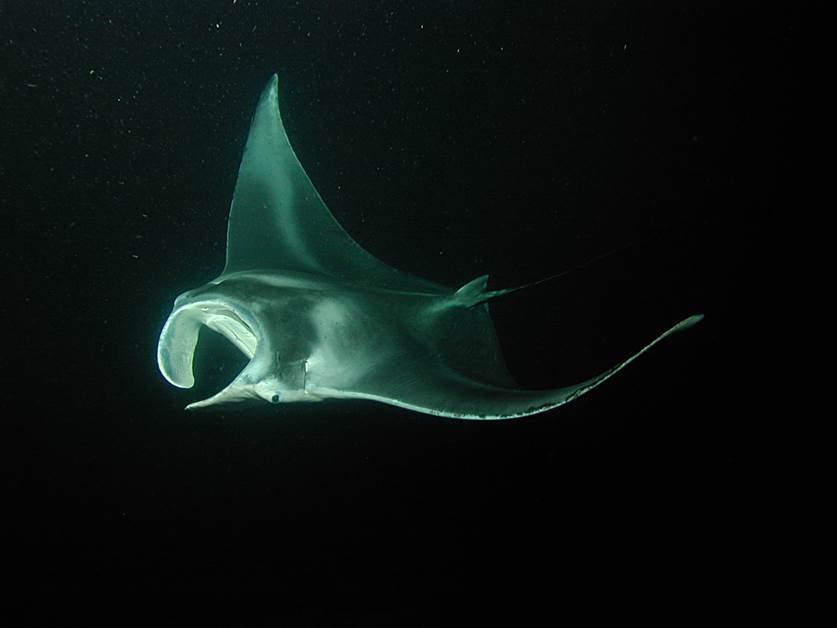 Manta ray at night
