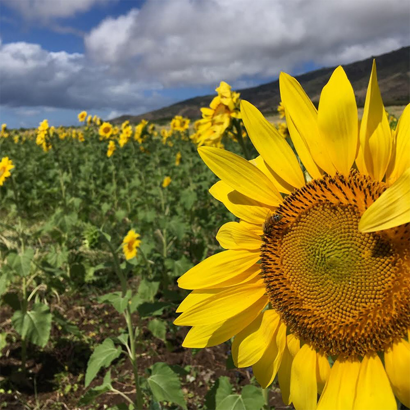 Maui Tropical Plantation’s sunflower fields